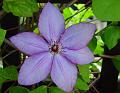 2009-0903_Clematis_1440_18,4C